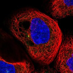 RIC8B Antibody, Novus Biologicals:Antibodies:Primary Antibodies